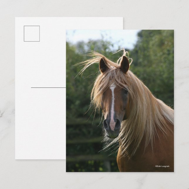 Cartão Postal Bob Langrish | Cabeça de Estalão Árabe (Frente/Verso)