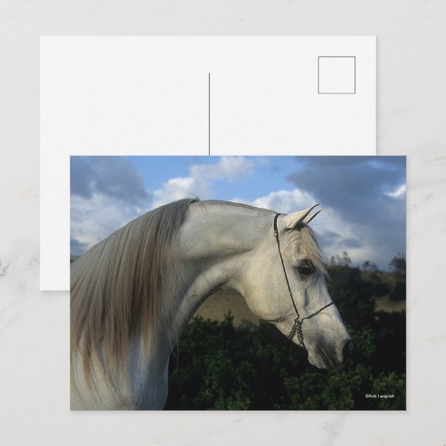 Cartão Postal Bob Langrish | Cabeça de Estalão Árabe Cinza (Frente/Verso)