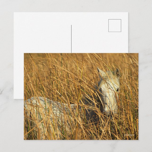 Cartão Postal Bob Langrish | Campanha Cinza Pony Deitado Em Leed (Frente/Verso)