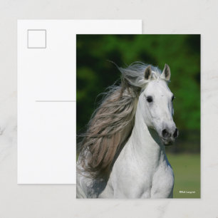 Cartão Postal Bob Langrish Captura de cabeça da Cinza Andaluc