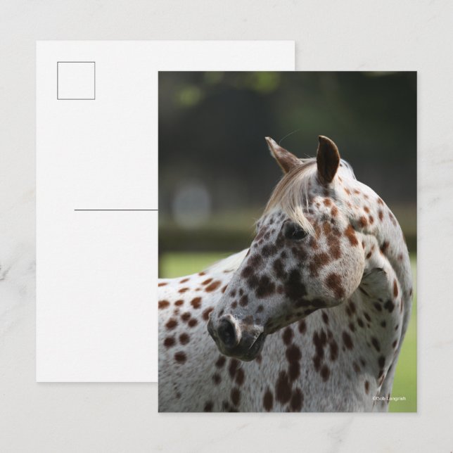 Cartão Postal Bob Langrish | Captura de cabeça de Appaloosa (Frente/Verso)