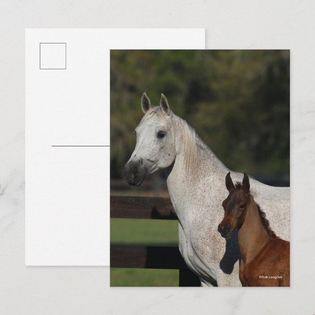 Cartão Postal Bob Langrish | Captura de cabeça de Arab Mare e Fo (Frente/Verso)