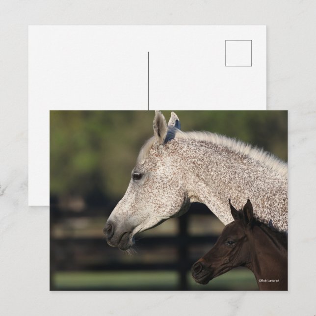 Cartão Postal Bob Langrish | Captura de cabeça de árabe Mare e F (Frente/Verso)