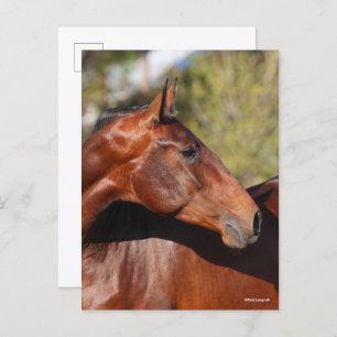 Cartão Postal Bob Langrish Captura de cabeça de Bay Andalucian