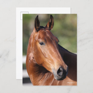 Cartão Postal Bob Langrish Captura de cabeça de Bay Andalucian