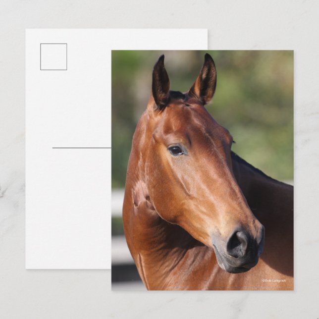 Cartão Postal Bob Langrish | Captura de cabeça de Bay Andalucian (Frente/Verso)