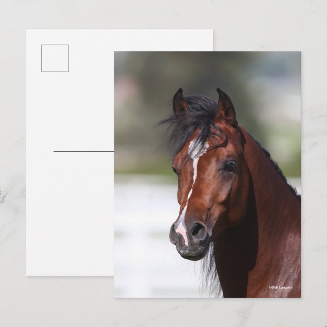 Cartão Postal Bob Langrish | Captura de Cabeça de Bay Arab Colt (Frente/Verso)