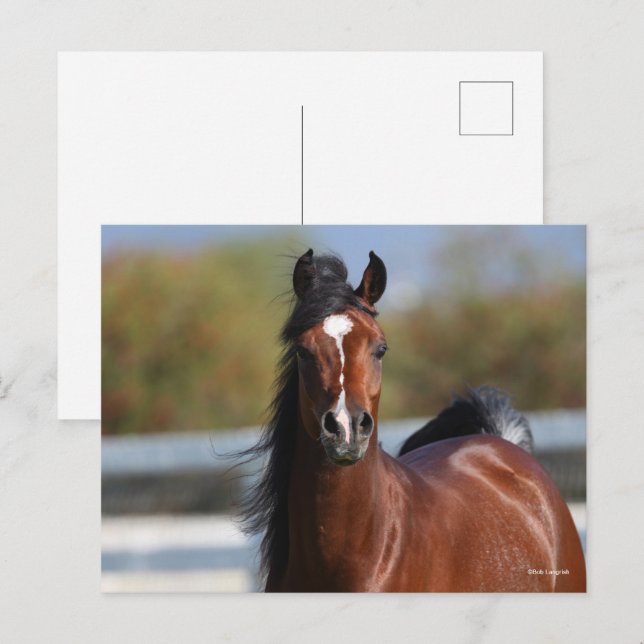 Cartão Postal Bob Langrish | Captura de Cabeça de Bay Arab Colt (Frente/Verso)