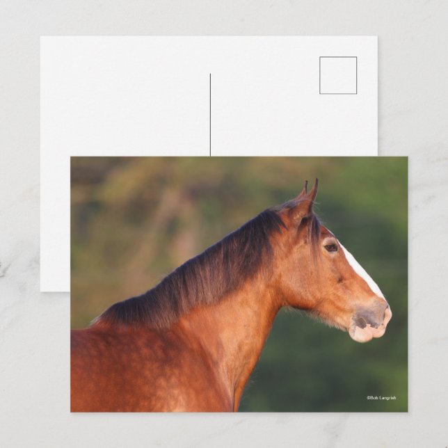 Cartão Postal Bob Langrish | Captura de cabeça de Bay Clydesdale (Frente/Verso)