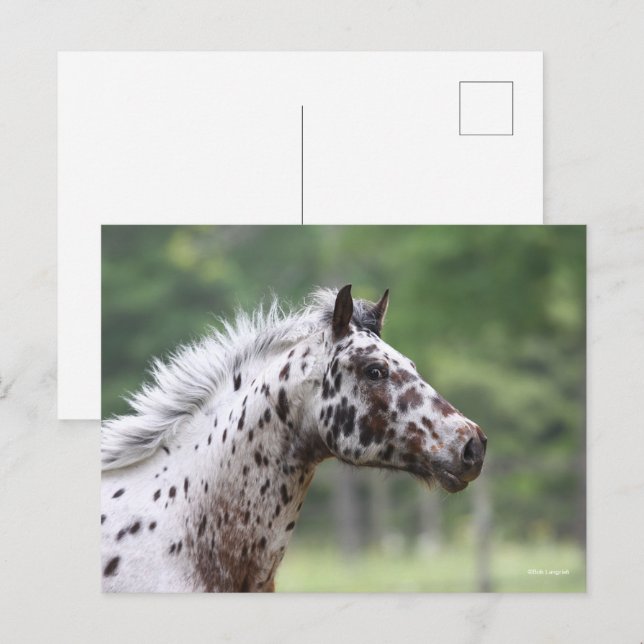 Cartão Postal Bob Langrish | Captura de Cabeça de Captura (Frente/Verso)