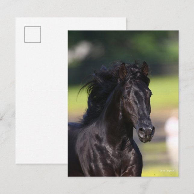 Cartão Postal Bob Langrish | Captura de cabeça de Cavalo da Mont (Frente/Verso)