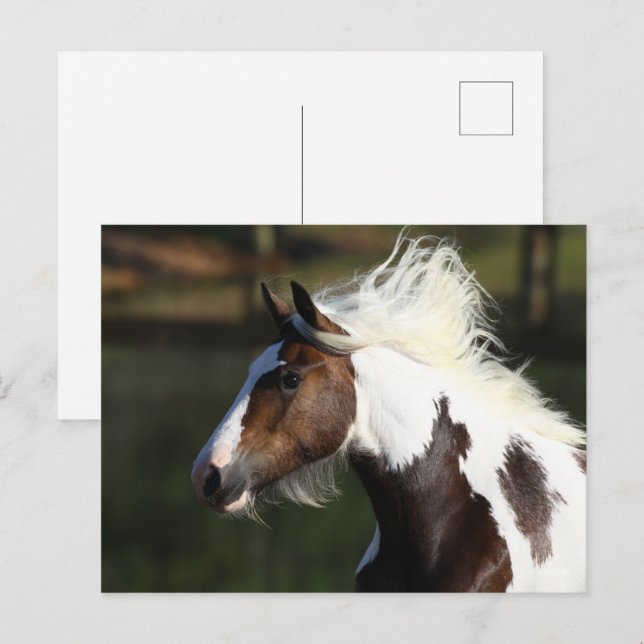 Cartão Postal Bob Langrish | Captura de cabeça de cavalo de tamb (Frente/Verso)