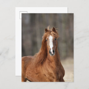 Cartão Postal Bob Langrish Captura de cabeça de Chestnut Hackn