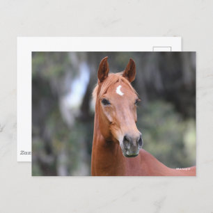 Cartão Postal Bob Langrish Captura de cabeça de Chestnut Olden