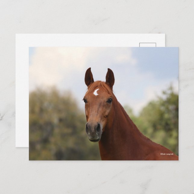Cartão Postal Bob Langrish | Captura de cabeça de Chestnut Olden (Frente/Verso)