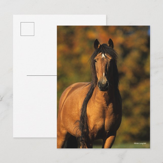 Cartão Postal Bob Langrish | Captura de cabeça de Chocktaw Pony (Frente/Verso)