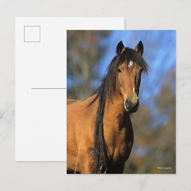 Cartão Postal Bob Langrish | Captura de cabeça de Choctaw Pony (Frente/Verso)