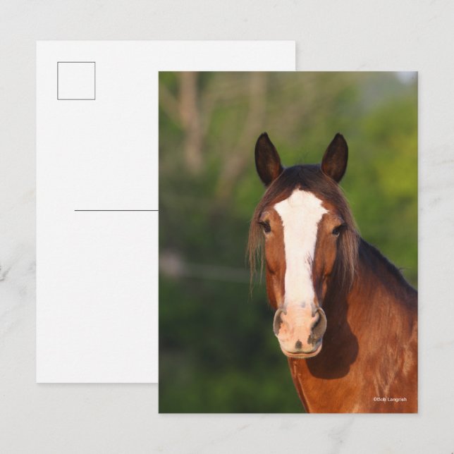 Cartão Postal Bob Langrish | Captura de cabeça de Clydesdale (Frente/Verso)