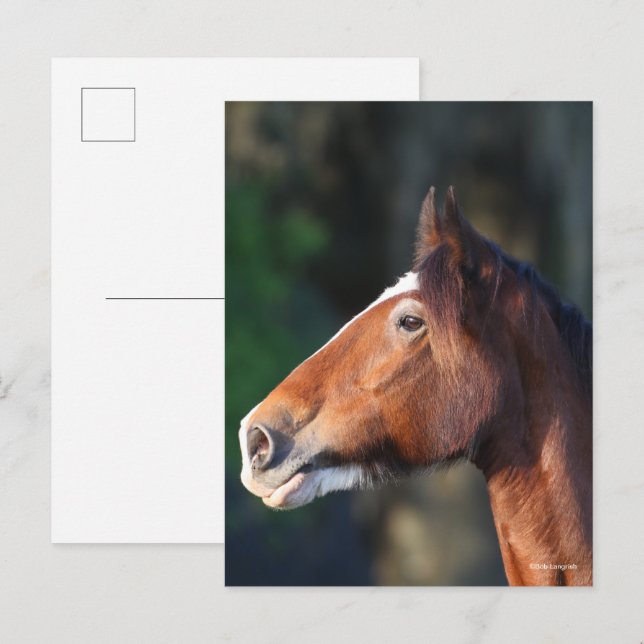 Cartão Postal Bob Langrish | Captura de cabeça de Clydesdale (Frente/Verso)