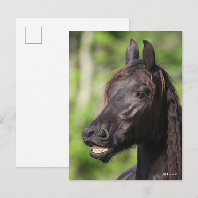 Cartão Postal Bob Langrish | Captura de cabeça de Flores Frísia  (Frente/Verso)