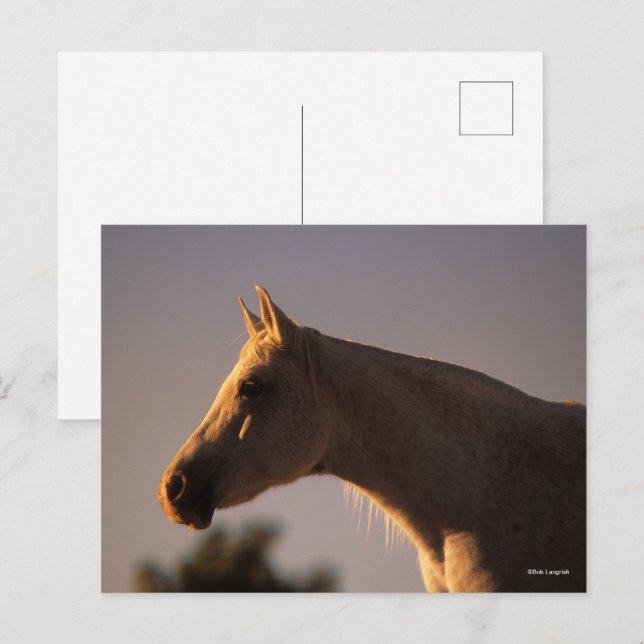 Cartão Postal Bob Langrish | Captura de cabeça de fundo árabe de (Frente/Verso)