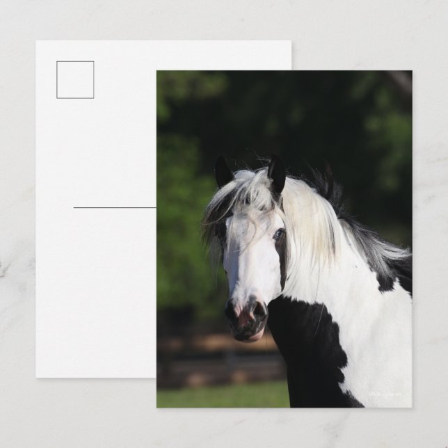 Cartão Postal Bob Langrish | Captura de cabeça de Gypsy Vanner H (Frente/Verso)