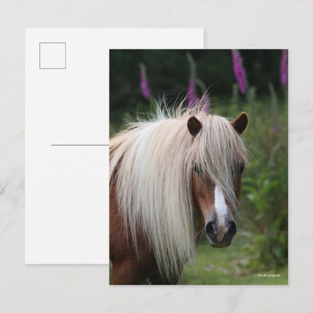 Cartão Postal Bob Langrish | Captura de cabeça de Shetland Pony  (Frente/Verso)