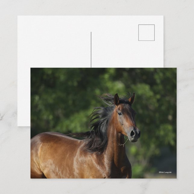 Cartão Postal Bob Langrish | Captura de cabeça do quarto cavalo  (Frente/Verso)