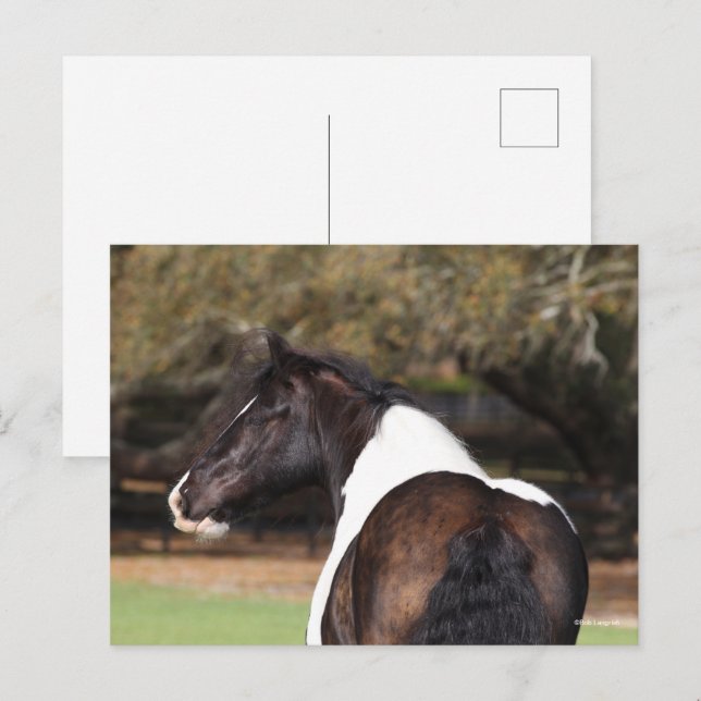 Cartão Postal Bob Langrish | Captura de cabeça do Vanner Gypsy (Frente/Verso)