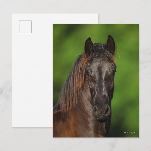 Cartão Postal Bob Langrish | Captura de Cavalo da Frísia (Frente/Verso)