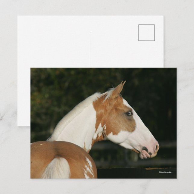Cartão Postal Bob Langrish | Captura de Paint Horse (Frente/Verso)