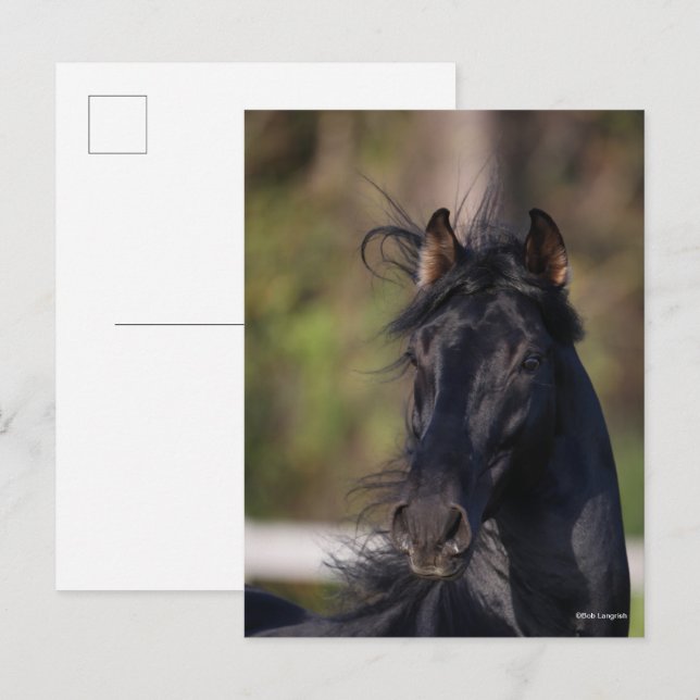 Cartão Postal Bob Langrish | Cavalo Andaluz Preto Garanhão Foto  (Frente/Verso)