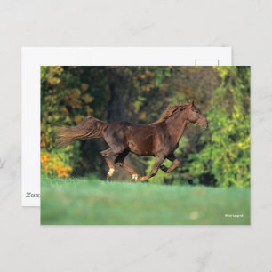 Cartão Postal Bob Langrish Cavalo Castanho-Montanha-Rochosa Co