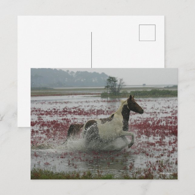 Cartão Postal Bob Langrish | Cavalo Chincoteague Correndo Em Águ (Frente/Verso)