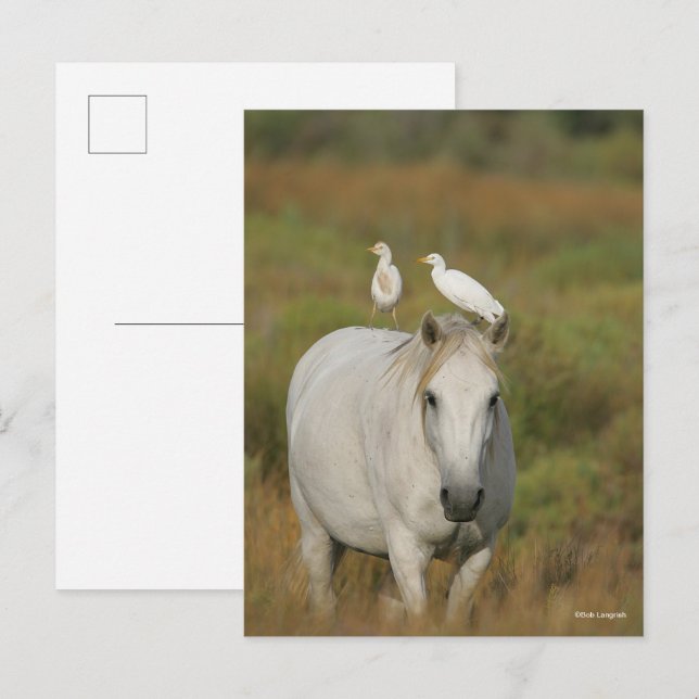 Cartão Postal Bob Langrish | Cavalo de Campanha de Cinza com Dua (Frente/Verso)