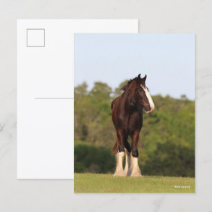 Cartão Postal Bob Langrish   Cavalo De Shire Em Campo