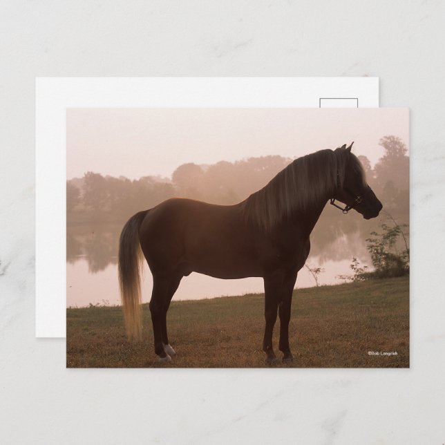 Cartão Postal Bob Langrish Cavalo Rocky Mountain em Pé Iluminaçã (Frente/Verso)