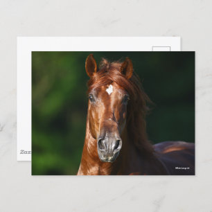 Cartão Postal Bob Langrish Chestnut Andalucian Stallion Headshot