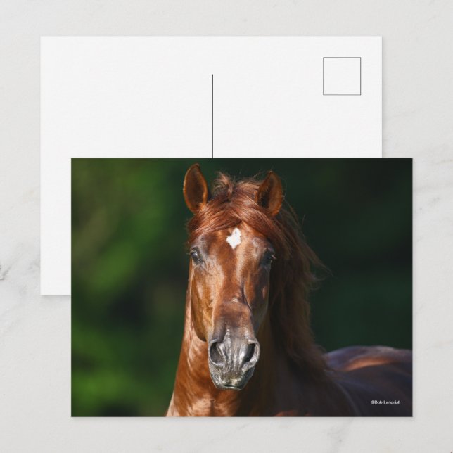 Cartão Postal Bob Langrish Chestnut Andalucian Stallion Headshot (Frente/Verso)