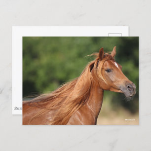 Cartão Postal Bob Langrish Chestnut Arab Headshot Mane Flowing