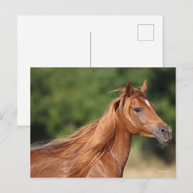 Cartão Postal Bob Langrish | Chestnut Arab Headshot Mane Flowing (Frente/Verso)