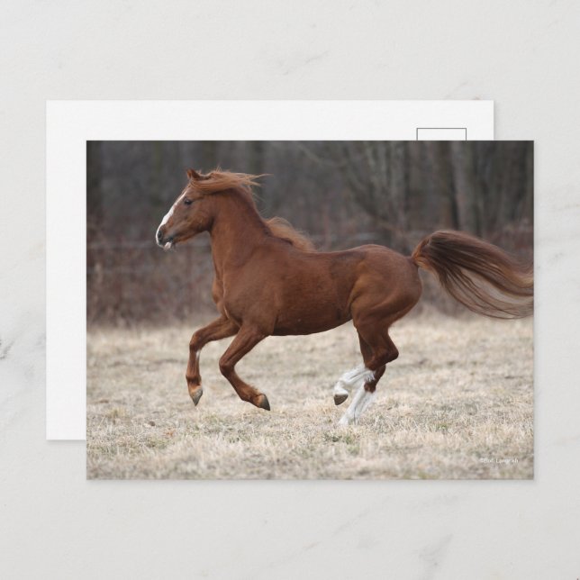 Cartão Postal Bob Langrish | Chestnut Hackney Pony Running (Frente/Verso)