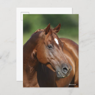 Cartão Postal Bob Langrish Chestnut Quarter Horse Mare Headshot