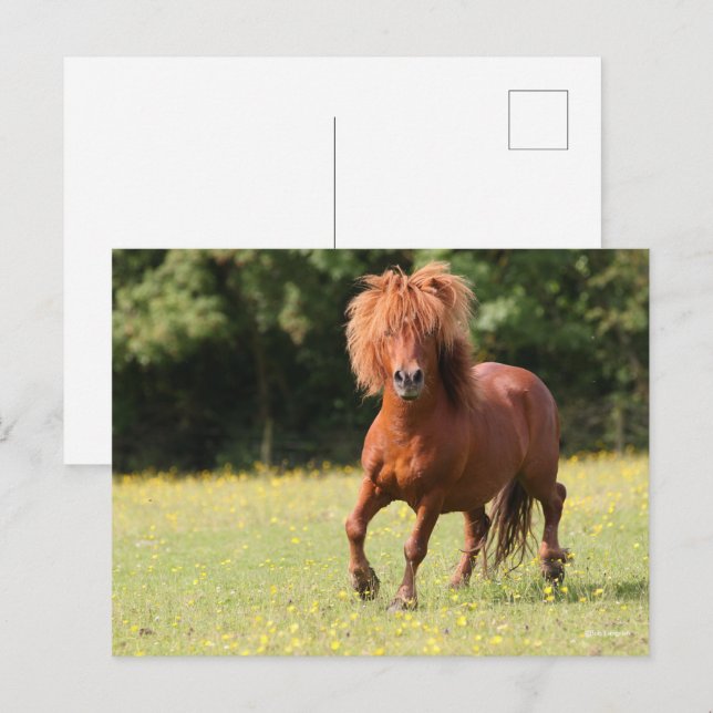 Cartão Postal Bob Langrish | Chestnut Shetland Pony Stallion (Frente/Verso)