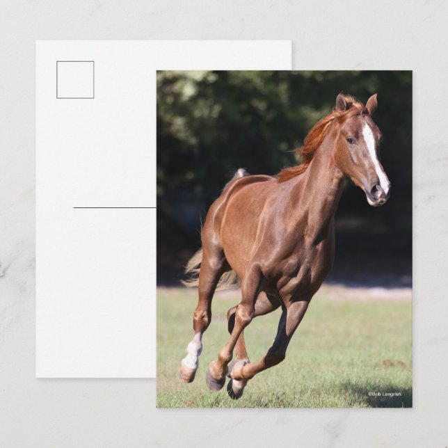 Cartão Postal Bob Langrish | Chestnut Tennessee Walker Runker (Frente/Verso)