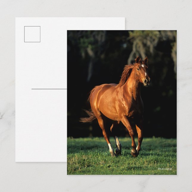 Cartão Postal Bob Langrish | Chestnut Warmblood Mare Running (Frente/Verso)