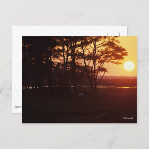 Cartão Postal Bob Langrish   Chincoteague Grazing Sunset