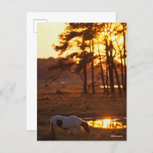 Cartão Postal Bob Langrish Chincoteague Horse Grazing No Sunset