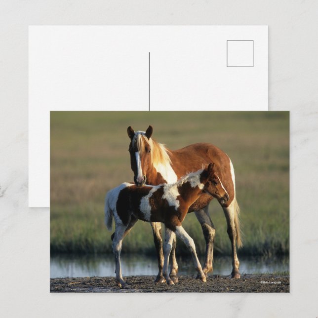 Cartão Postal Bob Langrish | Chincoteague Mare e Foal Permanente (Frente/Verso)