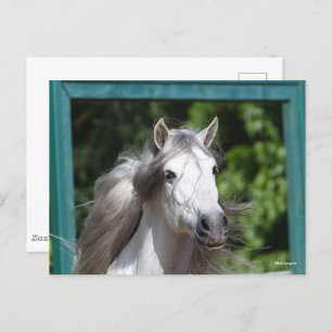 Cartão Postal Bob Langrish Cinza Andalucian Stallion Captura